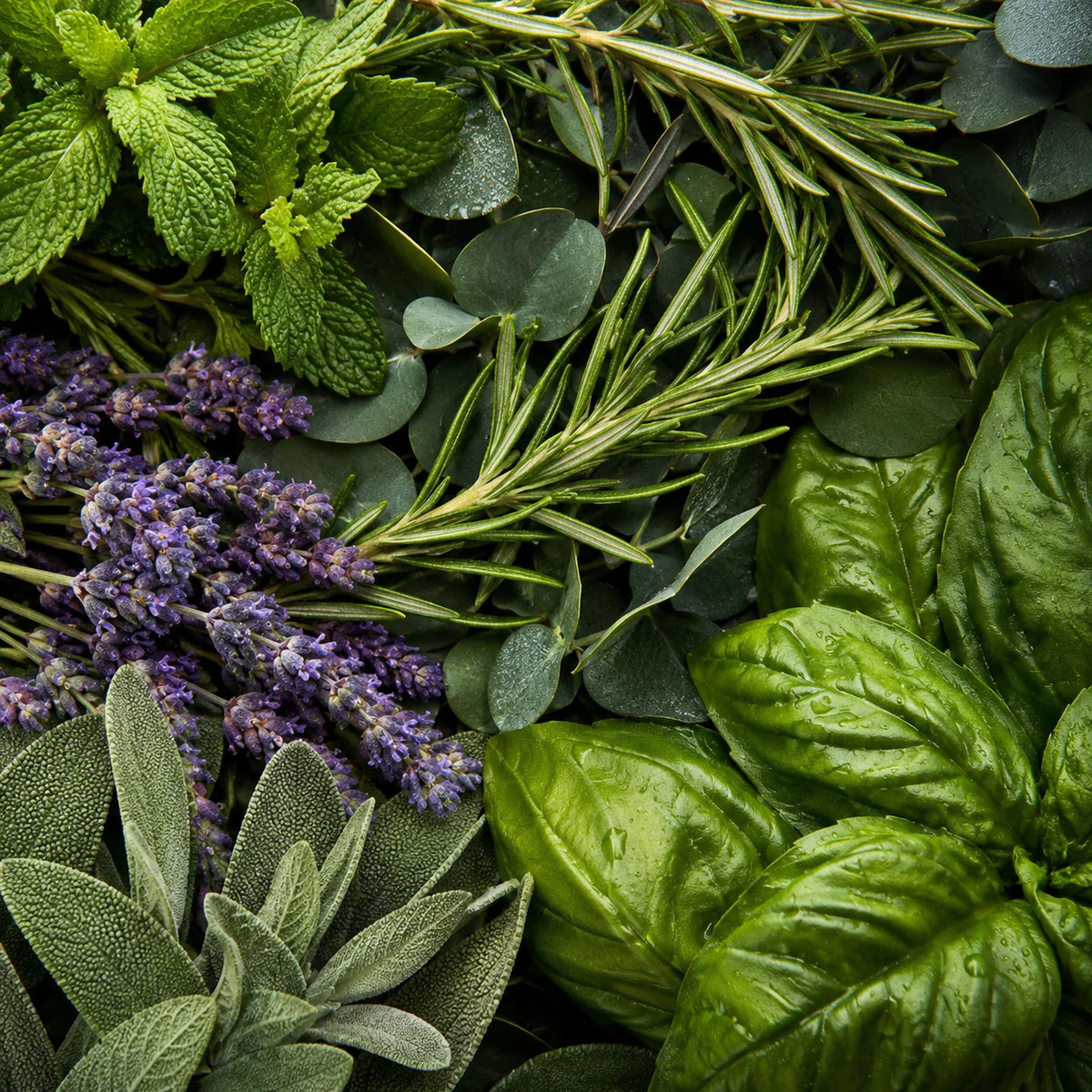 Aromático