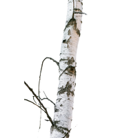 Bétula