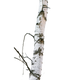 Bétula