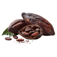 Cacau