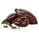 Cacau