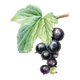 Cassis