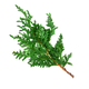 Cedro da Virgínia