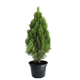 Cipreste