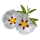 Cistus