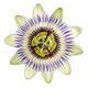 Flor da Paixão