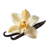 Flor de baunilha