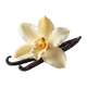 Flor de baunilha