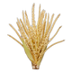 Flor de Coco