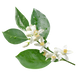 Flor de Laranjeira