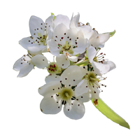 Flor de Pereira