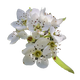 Flor de Pereira