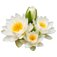 flores aquáticas