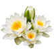 flores aquáticas