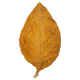 Folha de Tabaco