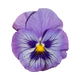 Folha de Violeta