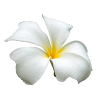 Frangipani