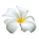 Frangipani