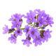 Heliotrópio