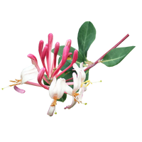 Honeysuckle