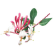 Honeysuckle