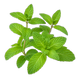 Hortelã-verde