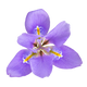 Íris