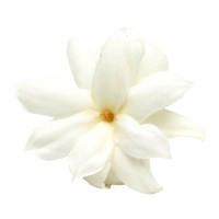 Jasmim
