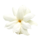 Jasmim