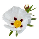 Ládano