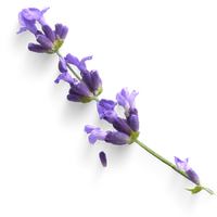 Lavanda