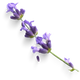 Lavanda