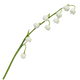 Lírio-do-Vale