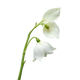 Mahonial