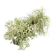 Musgo de Carvalho