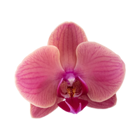 Orquídea