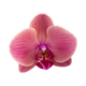 Orquídea
