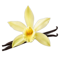 Orquídea de Baunilha