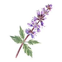Patchouli