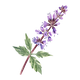 Patchouli