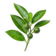 Petitgrain