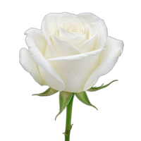Rosa Branca