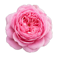 Rosa Centifólia