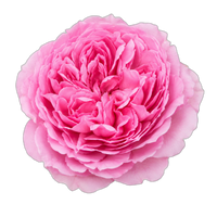Rosa Centifolia de Marrocos