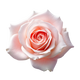 Rosa Turca