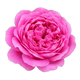 Rosa de Taif
