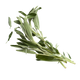 Sálvia