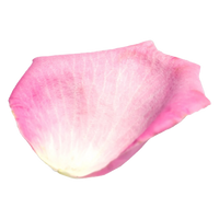 Tuberosa
