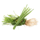Vetiver do Haiti
