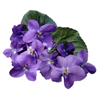 Violeta